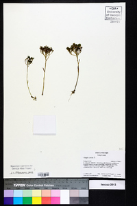 Polygala ramosa image