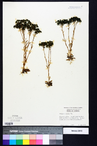 Polygala ramosa image