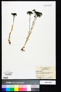 Polygala ramosa image