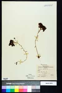 Polygala ramosa image