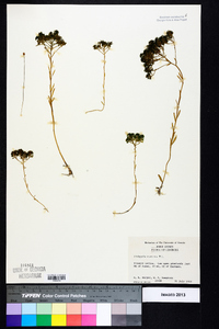 Polygala ramosa image