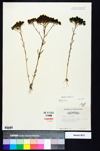 Polygala ramosa image