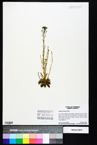 Polygala ramosa image