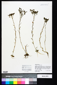 Polygala ramosa image