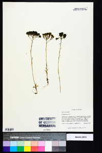 Polygala ramosa image