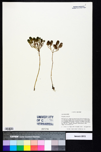 Polygala ramosa image