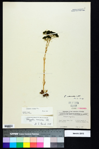 Polygala ramosa image