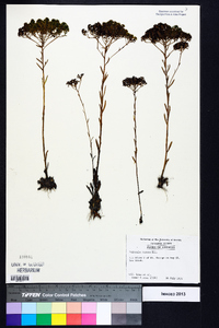 Polygala ramosa image