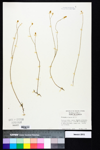 Polygala setacea image