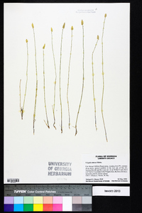 Polygala setacea image