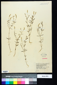 Polygala verticillata image