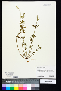 Polygala verticillata image