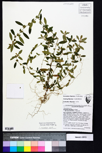 Acalypha gracilens image