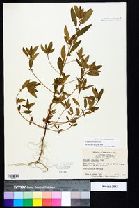 Acalypha gracilens image