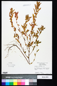 Acalypha gracilens image