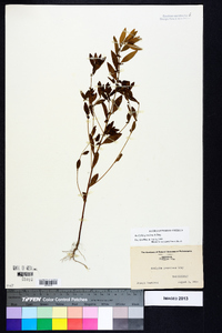 Acalypha gracilens image