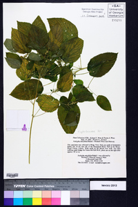 Acalypha ostryifolia image