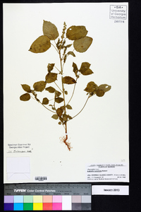 Acalypha ostryifolia image