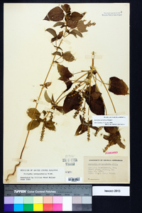 Acalypha ostryifolia image