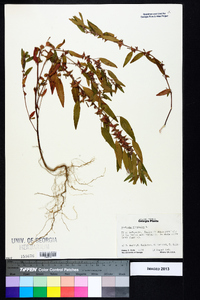 Acalypha virginica image