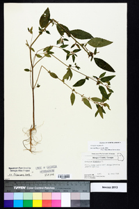 Acalypha virginica image