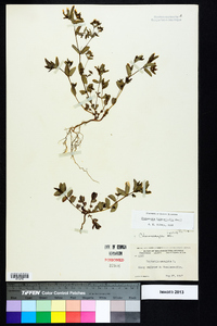 Chamaesyce hyssopifolia image