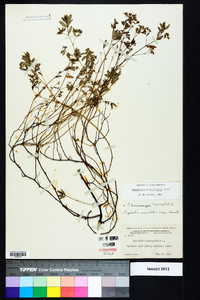 Chamaesyce hyssopifolia image