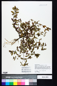 Chamaesyce hyssopifolia image