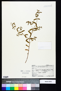 Chamaesyce hyssopifolia image