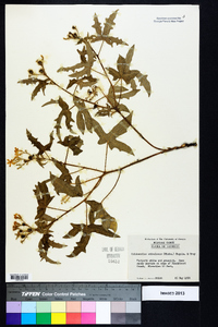 Cnidoscolus urens image