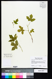 Cnidoscolus urens image