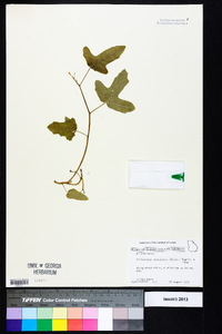 Cnidoscolus urens var. stimulosus image