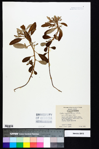 Croton argyranthemus image