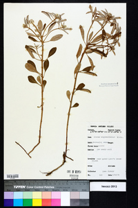 Croton argyranthemus image