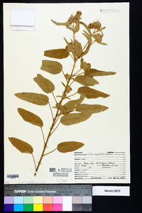 Croton capitatus image