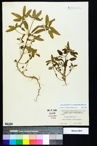 Croton glandulosus var. septentrionalis image