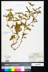 Croton glandulosus var. septentrionalis image