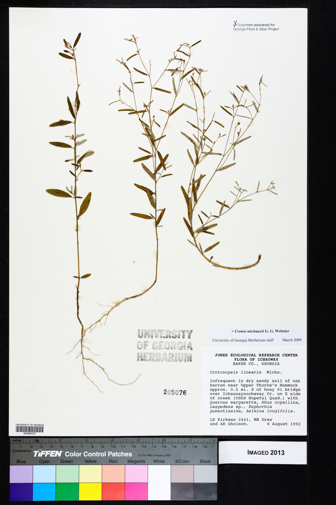 Croton michauxii image