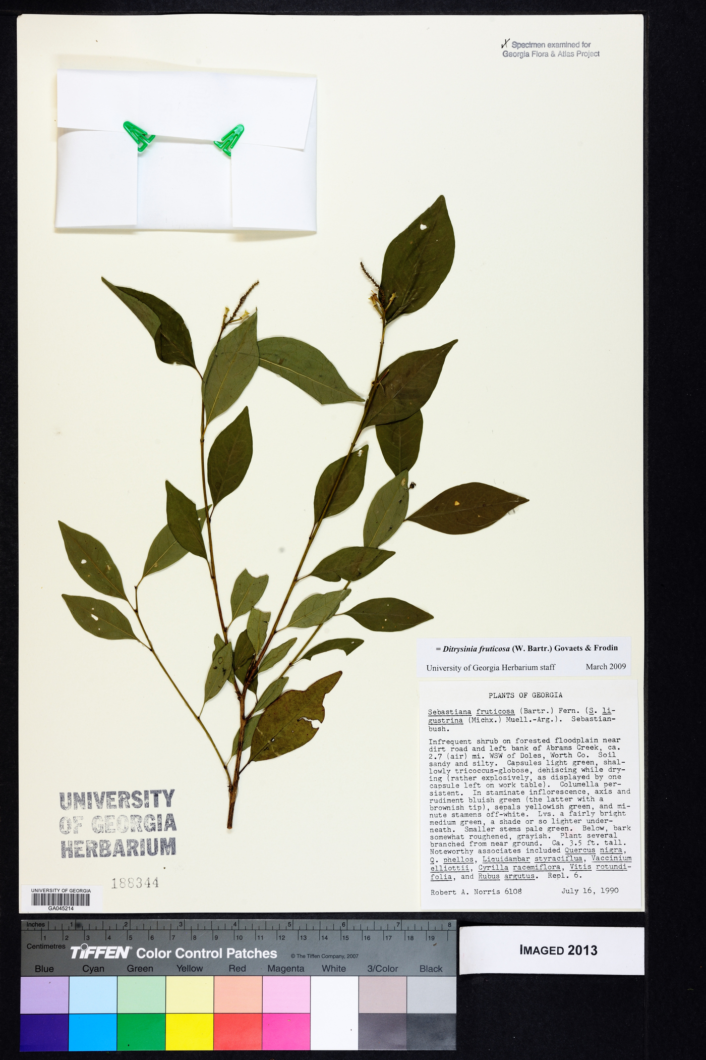 Ditrysinia fruticosa image
