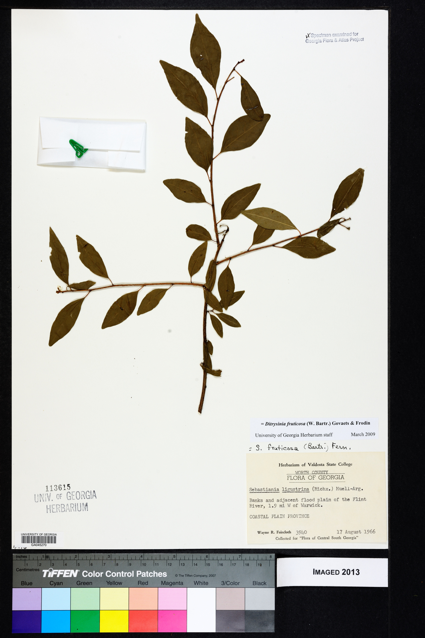 Ditrysinia fruticosa image