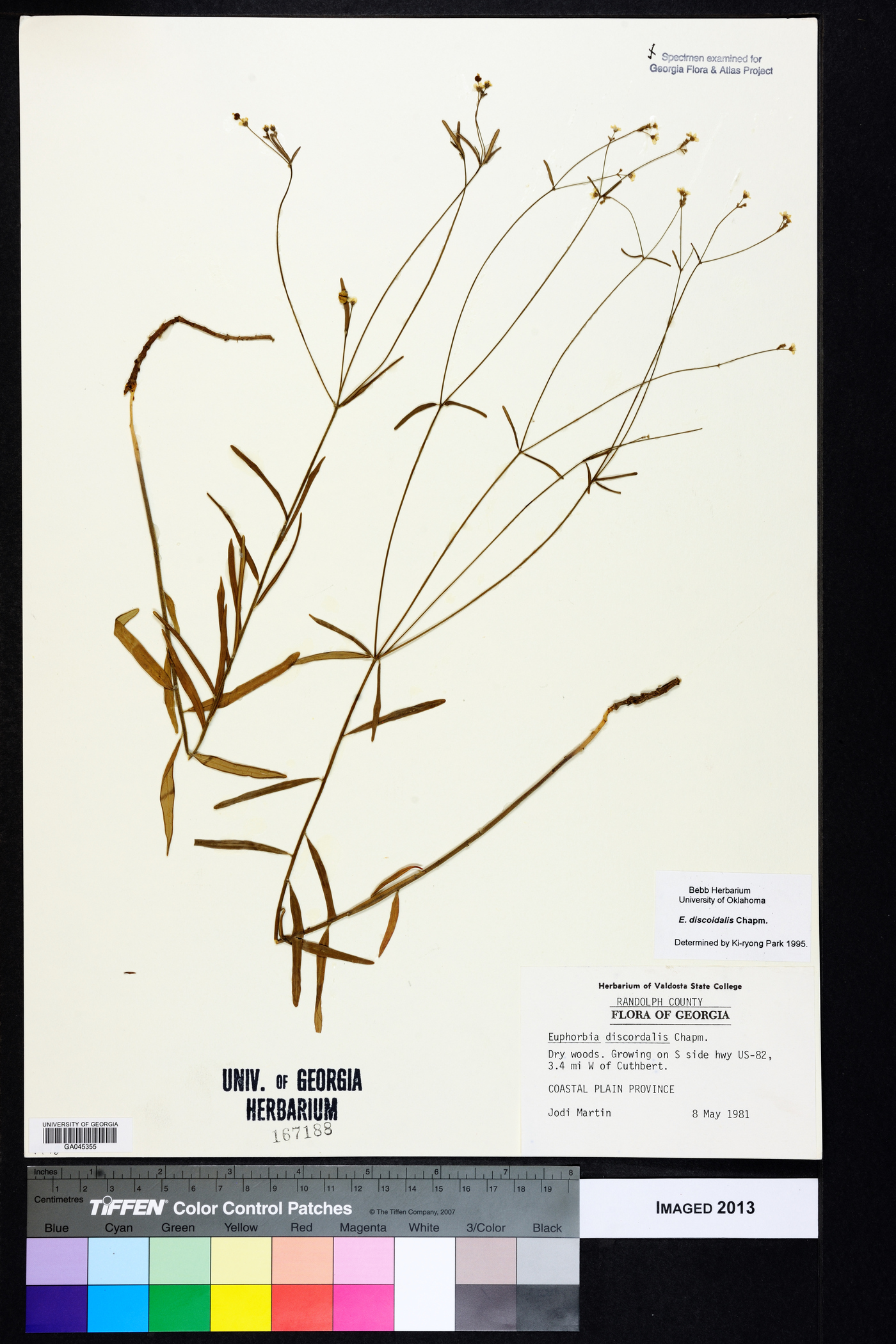 Euphorbia discoidalis image