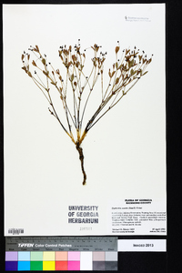Euphorbia exserta image