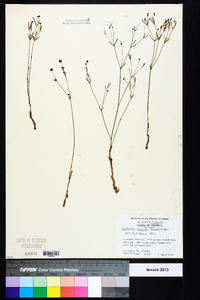 Euphorbia exserta image