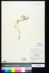 Euphorbia exserta image