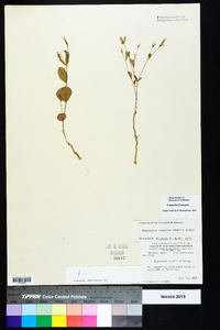 Euphorbia exserta image