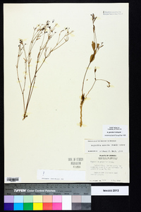 Euphorbia exserta image