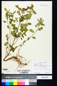 Euphorbia heterophylla image