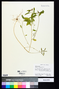 Euphorbia heterophylla image