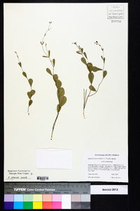 Euphorbia ipecacuanhae image