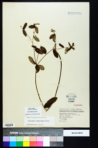 Euphorbia pubentissima image